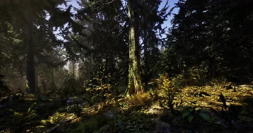 Sunlight Filters Through Trees in a Serene Forest Landscape During Daytime