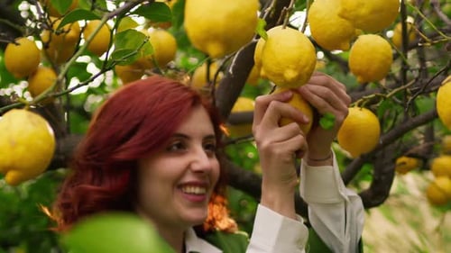 Woman Harvesting Lemons From Tree in Orchard