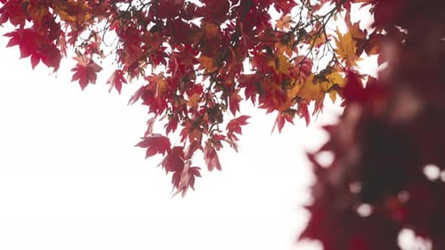 Autumn Leaves Displaying Fall Colors and Seasonal Change