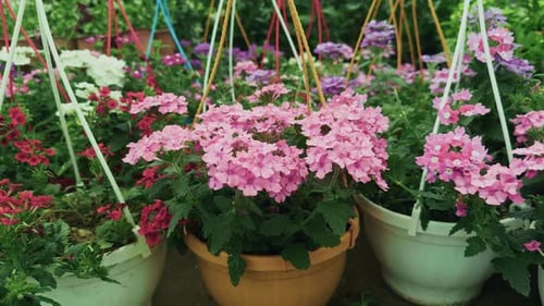 Verbena Hybrida Flower In Pot In Flower Market Garden 1