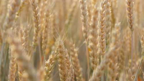Wheat Field Ears of Wheat Swaying From the Gentle Wind