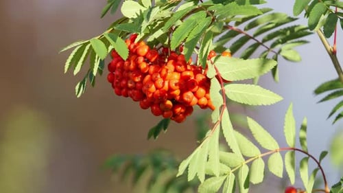sorbier ou sorbier (en allemand Vogelbeere, Eberesche Vogelbeerbaum) Sorbus aucuparia