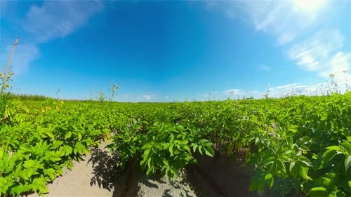 Potato Field on a Sunny Summer Day