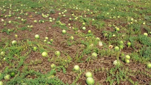 Reife Wassermelonen auf einem großen Feld verstreut, bereit zum Pflücken, Luftaufnahme.