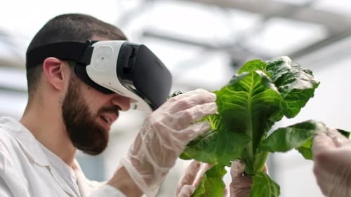Researcher in VR Goggles Examines Leafy Green Plant