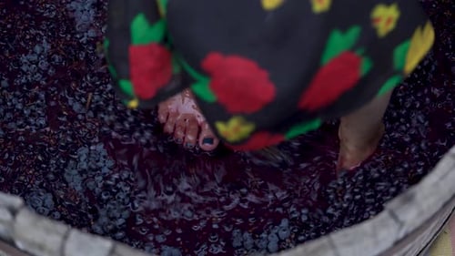 Feet Stomping Grapes in Barrel for Wine