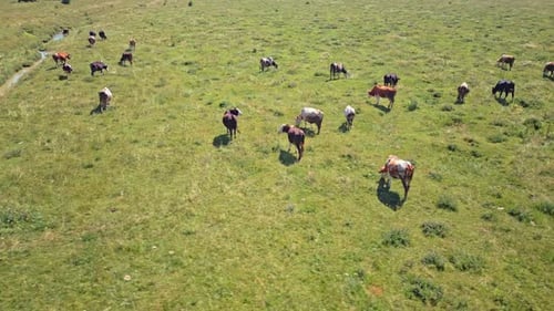 Aerial View of Herd of Cows