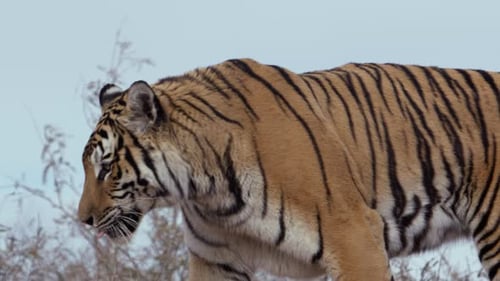 Tigre caminando por el sendero mirando intensamente