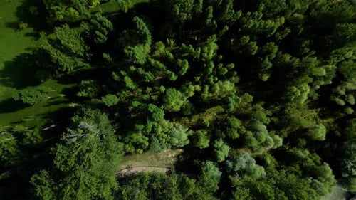 Campers and mountain and forest views in the morning