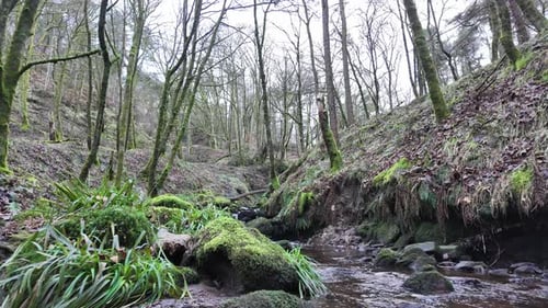 Small, slow moving woodland stream, flowing slowly through the forest trees. Damp moss covered rocks