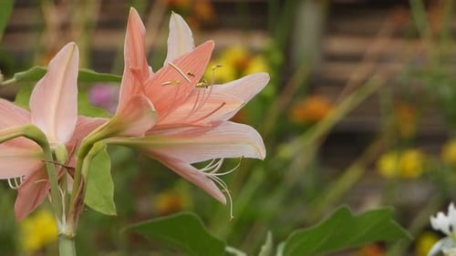 Schöne Lilienblüten. Rosa.