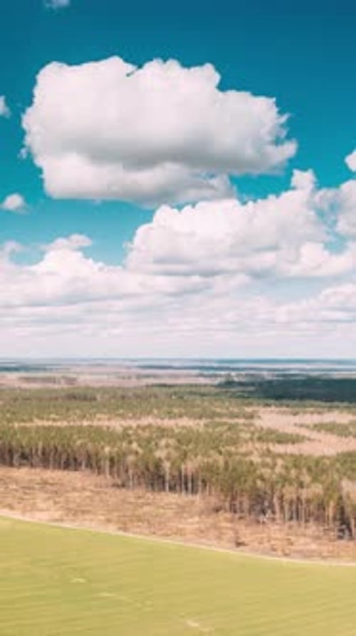 Aerial View Green Pine Forest