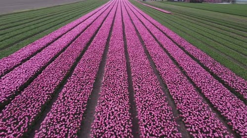 Aerial video of a tulip field in the Netherlands from above. Rural spring landscape with flowers