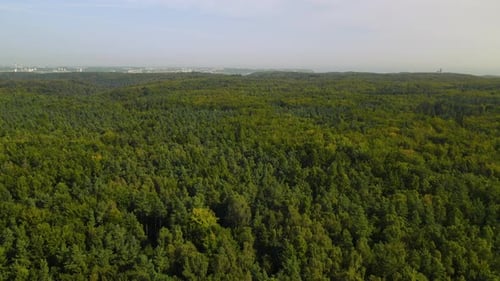 Flight over dense green forest. Aerial view with treetops