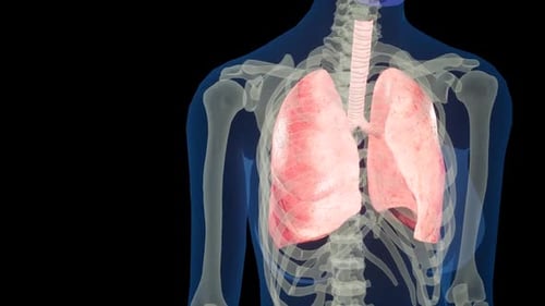 3D Animation of Human Lungs Breathing in Medical Visual
