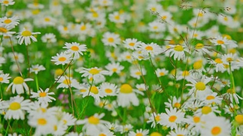 Field of Daisies Blooming in the Summer Sunshine