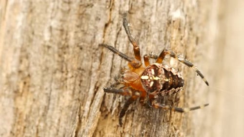 Araignée