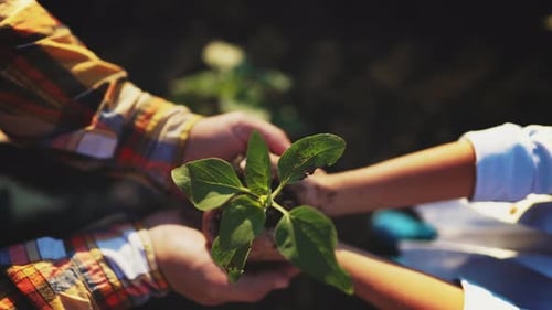 Top View of Hands Child Holding in and Give in Parent Hands Sprout Young Tree