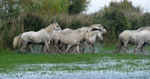Camargue Horse, Herd trotting or galloping through Swamp, Saintes Marie de la Mer in Camargue