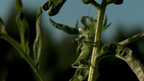 Close-up of green locusts on grass