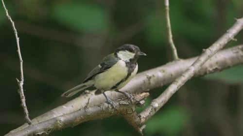 A Male Japanese Tit Sitting On A Tree Branch In The Forest Near Saitama, Japan - close up