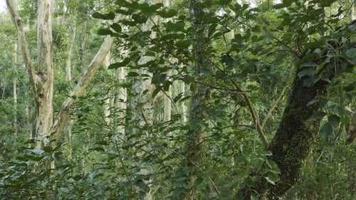Descending view through leaves and branches in forest. Sunny day. Drone shot.