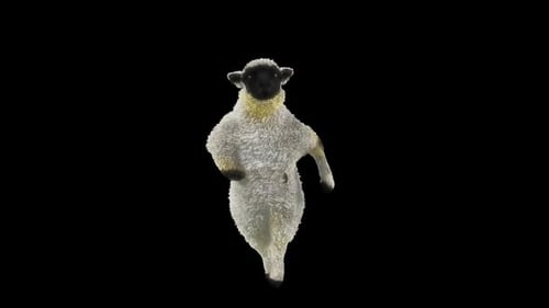 Funny Blackface Sheep Dancing and Turning Around Loop