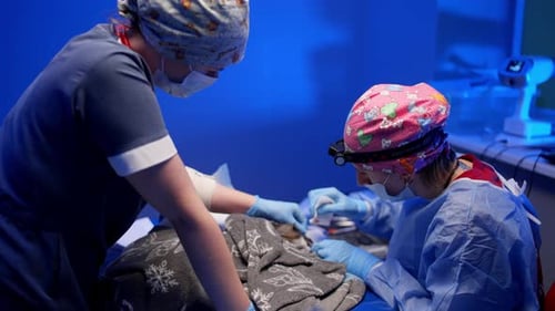 The Assistant Anesthesiologist Helps the Veterinarian During Surgery