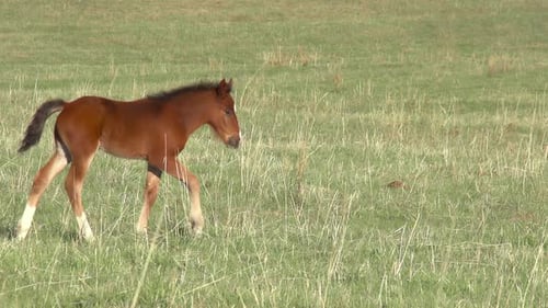 Little Foal in the Steppe