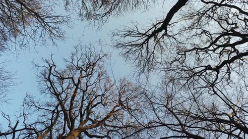 Cinematic frog perspective view of tree branches in the forest.