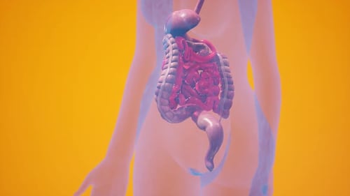 Stylized Illustration of the Human Digestive System