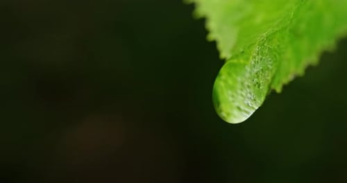 A Water Droplet Trickles Down a Green Leaf with Sunlight Reflecting in It Closeup Video Capturing