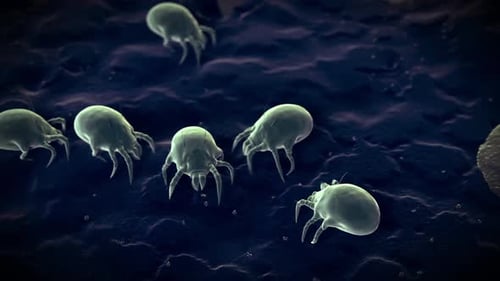 Des acariens microscopiques rampant sur une texture de surface de tissu sombre