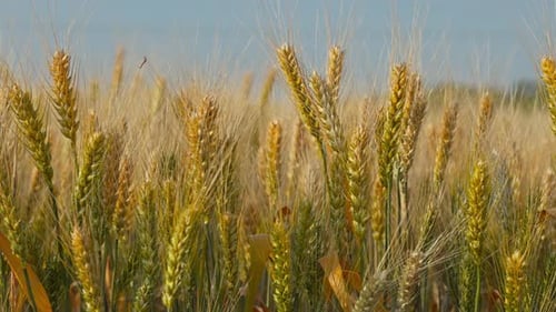 Wheat Field Ears of Wheat Swaying From the Gentle Wind