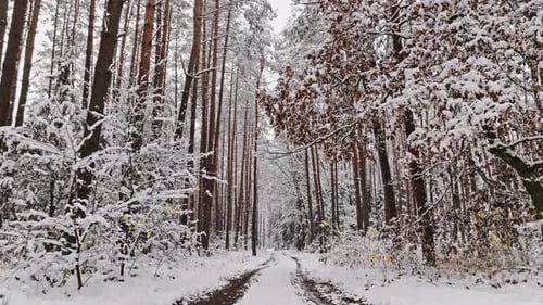 Country road and snowy forest. Snowy winter in nature.