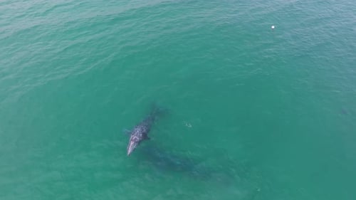 High-quality aerial footage of whales swimming in the ocean