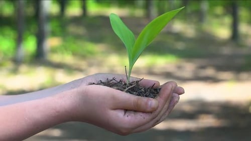 Plant Sprout in Hand Growing in Agriculture Protecting Nature Environment Concept