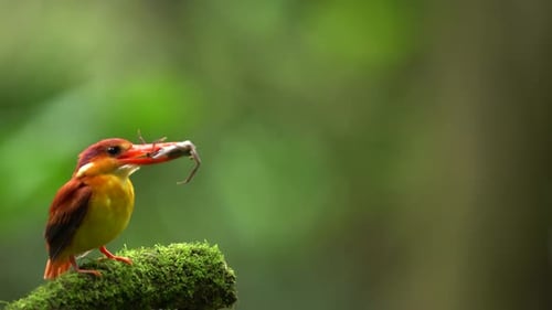 a Rufous-backed kingfisher or Ceyx rufidorsa bird is eating fresh crab on a mossy branch