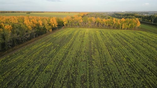 Aerial Drone Video of Rural Countryside Landscape Scenery with Autumn Trees and Green Fields in