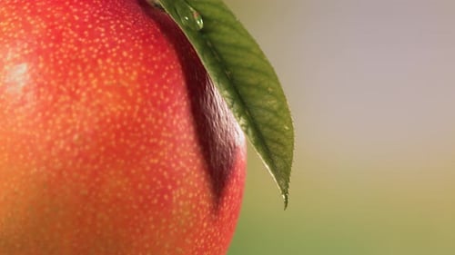 Juicy Nectarine with Leaf and Dripping Water