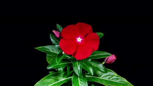 Red Flower Catharanthus Blooming in Time Lapse on a Black Background. Growing Evergreen Houseplant