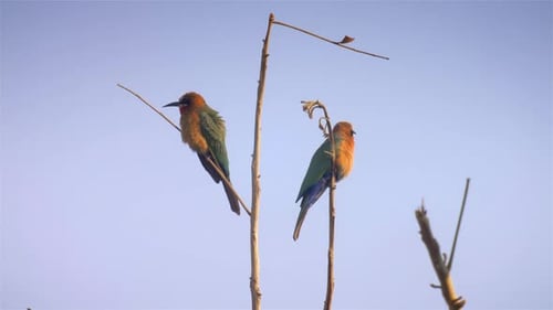 Beautiful Colorful Birds Perched on Thin Branches