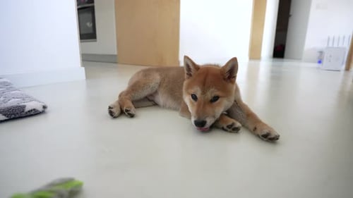 Cute Shiba Inu Puppy Resting in Home