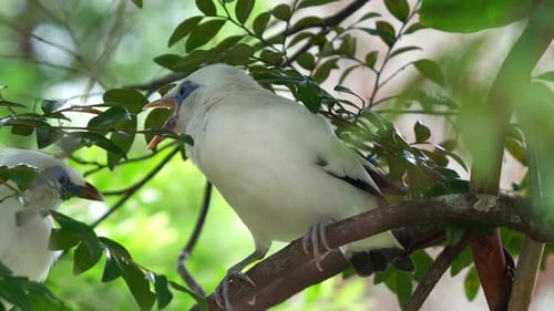 Close up shot of a Bali myna, leucopsar rothschildi perched on a tree branch beneath a leafy canopy