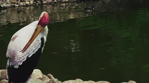 Animal Bird Stork In Nature 10