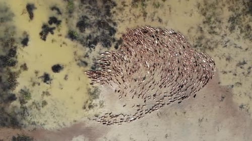 Luftaufnahme von Enten im Wasser, Bangladesch.