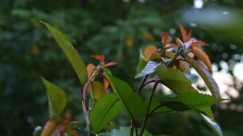 Close-up of a cherry tree branches with green and young red leaves waving in the wind, at blue hour,
