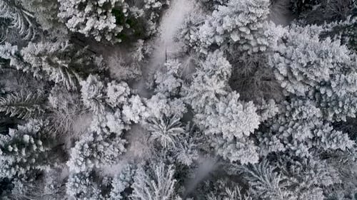 Aerial view of frozen forest with snow covered trees at winter.