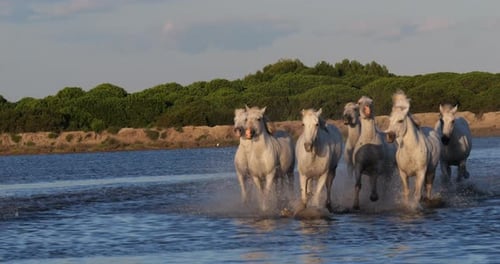 Camargue-Pferd, Herde, die im Meer in Strandnähe traben oder galoppieren