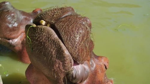 Hippos Asking for Food
